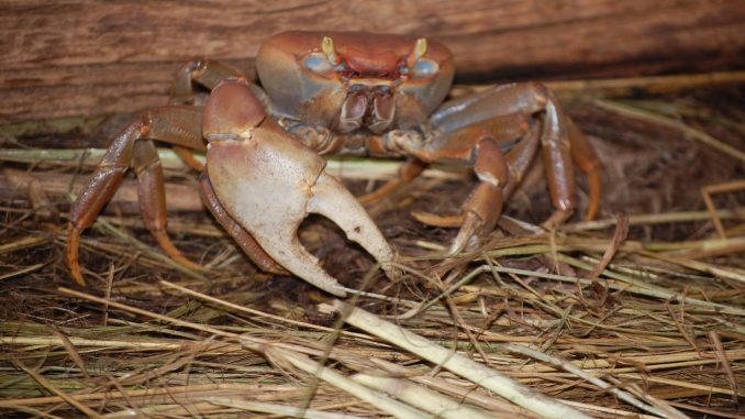 fete-du-crabe-3