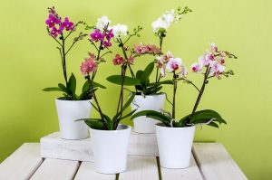 orchids-595242_960_720