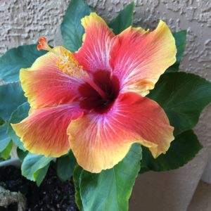 hibiscus-2931000_960_720