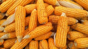 corn-1726017_960_720