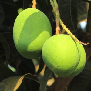 three-mangoes-300904_1280