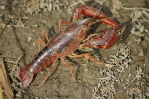 freshwater-crayfish-4494373_1280