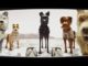 “Isle of Dogs” es una película de animación de Wes Anderson.